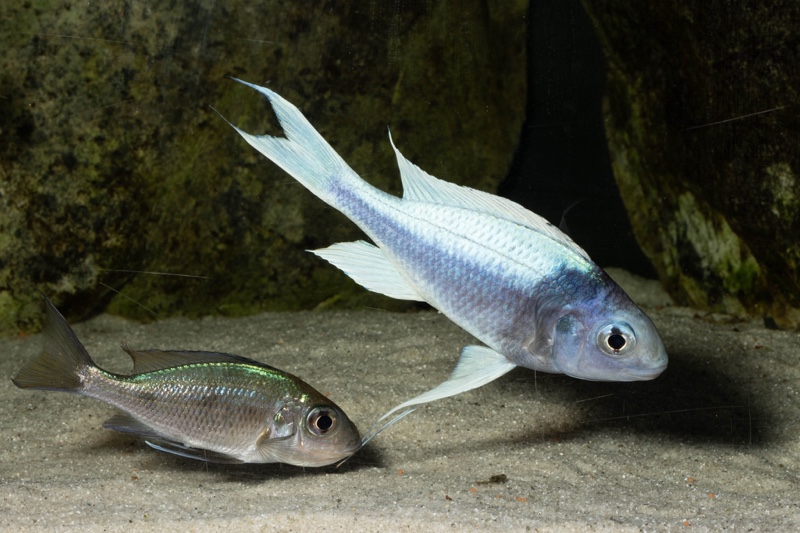 Ophthalmotilapia ventralis 'Kafyoko Point'